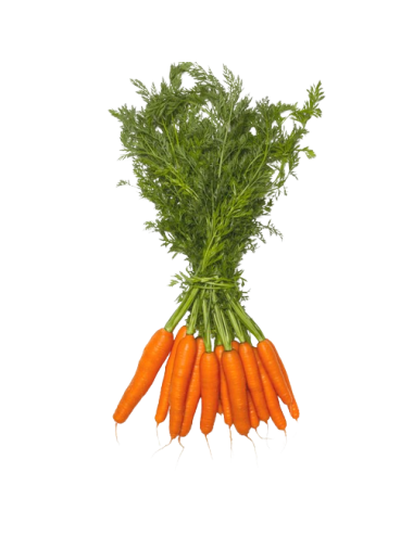 Carrots WITH LEAVES BUNCH...