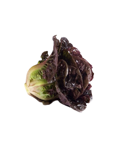 Lechuga COGOLLO ROJO Ecológica