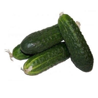 Pepino Corto PROD. PROPIA Ecológico