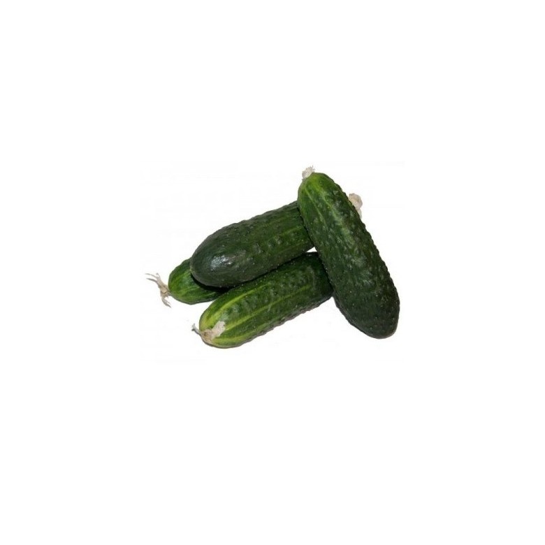 Pepino Corto PROD. PROPIA Ecológico